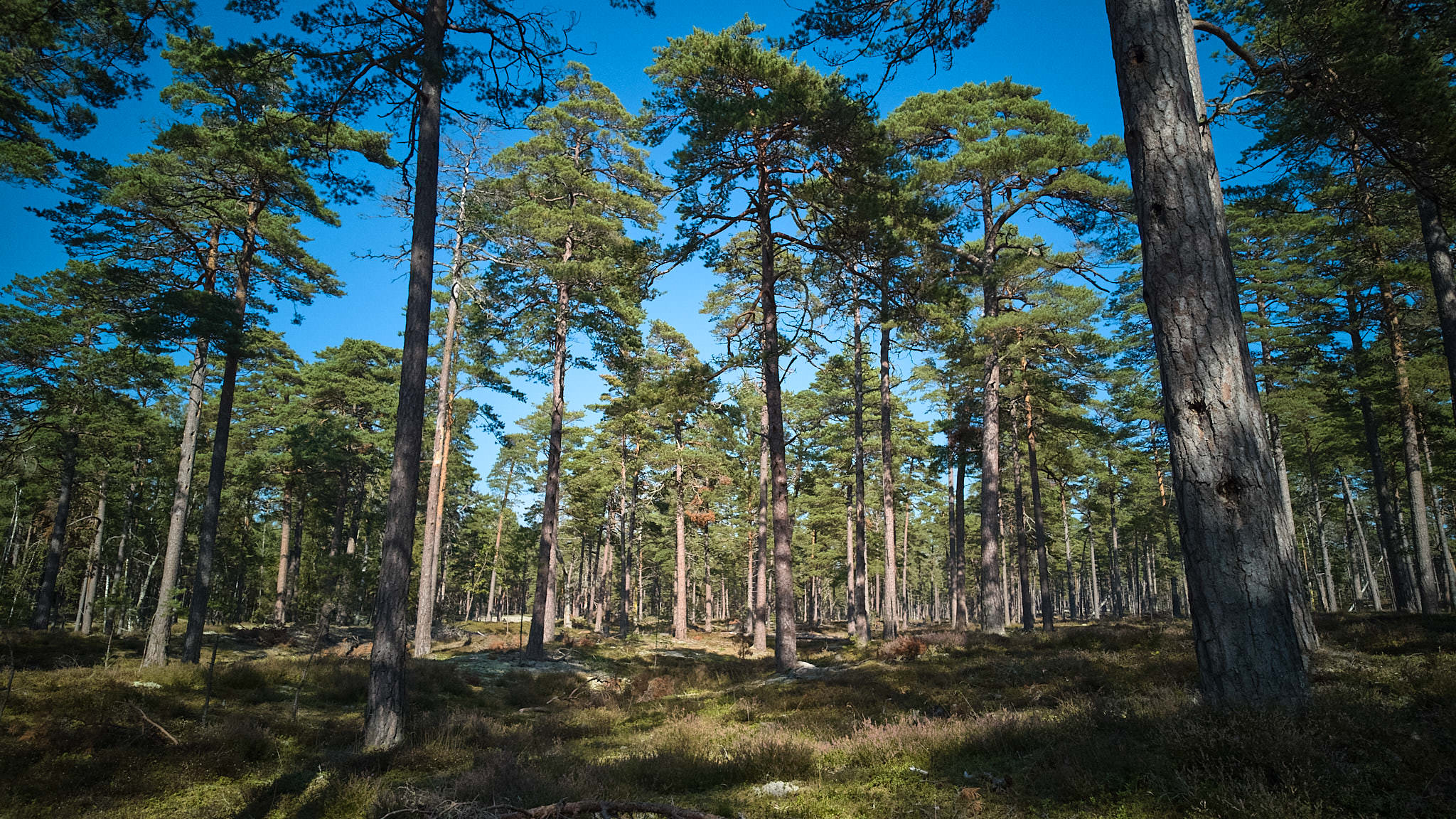 Schweden / Sweden